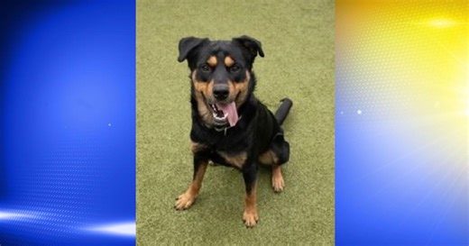 Pet of the Week: Law