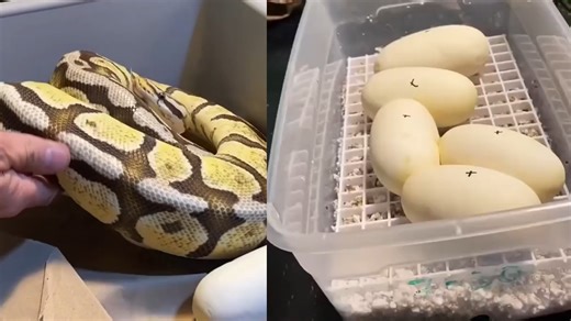 One of the best ball python clutches ever! Full hatch