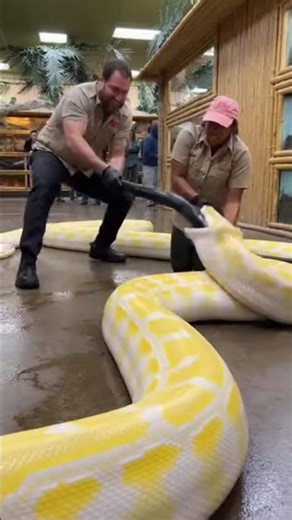 Giant Albino Python Goes Berserk During Zoo Rescue 😱 Zookeepers Barely Escape
