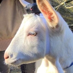 MarysMiniMonsters - Live on Twitch