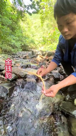 Discover the Money Leopard Plant: Codonopsis pilosula's Healing Power