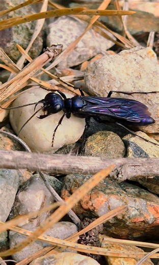 One of my favorite wasps, Chlorion aerarium cleaning sand off her legs and antennae. | Matt's Macrophotography