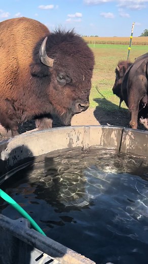 Spank That Water: A Fun Farming Moment with Bison