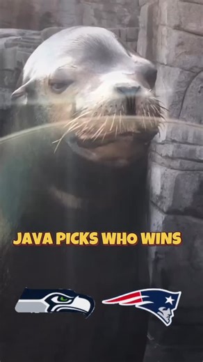 Who does Java, our California Sea Lion, think is going to win the big game? 🏈 Follow us to see more of our animals make their guesses! #seahawks #patriots #footballgame #halftime | Long Island Aquarium