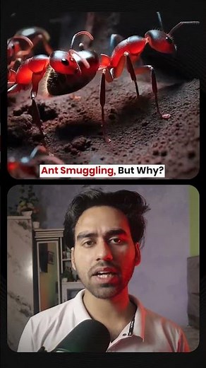 Why People Pet Queen Ants!