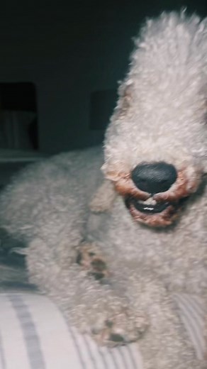 Creepy Poodle Encounter: TikTok's Scary Dog Video