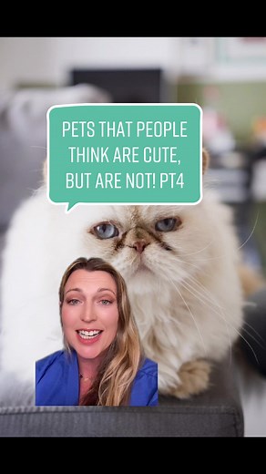 The Truth About Flat Faced Cats: Health Issues and More!