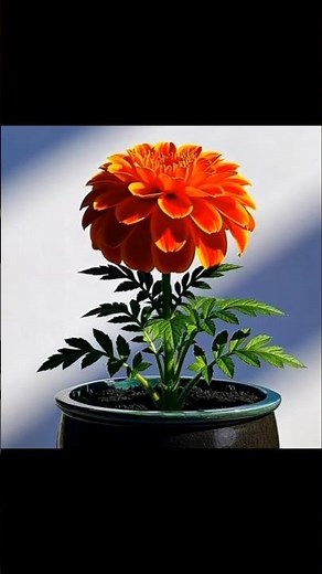 Marigold Life Cycle Explained – Seed to Stunning Flowers!