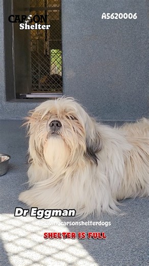 20K views · 954 reactions | Rescued  A5620006 ✰ DR. EGGMAN OR...