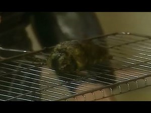 Red Dwarf S07E06 - Lobster / Space Weevil