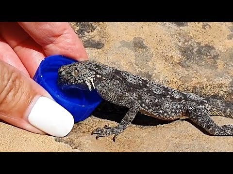 30 animals that asked humans for a helping hand