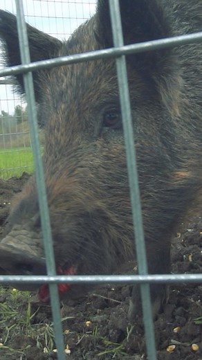 47 reactions · 5 comments | Tonight 9 PM ET on the @outdoorchanneltv Wild Hog Dilemma, Dr. Steve Ditchkoff This week Dr. Steve Ditchkoff of Auburn University discuss’s the latest research on the exploding feral pig population, Listen to a deeper dive on Gamekeeper podcast #229. | Mossy Oak GameKeepers | Facebook