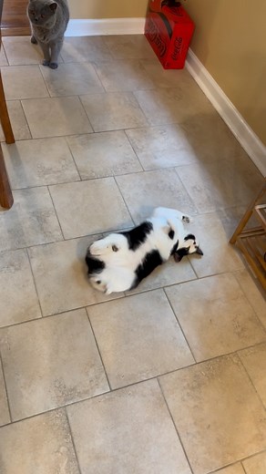 Remember folks! Be like Oreole, and STOP, DROP, and ROLL!! 🤣😂 — he legit does this at any time, in any room, and as many times as he likes. So perfect ❤️🥰😍 #firesafety #stopdropandroll #cat #catsofinstagram #muskratnation #oreole #cats #catsdoingthings #blackandwhitecat #instacat #catstagram #thedodo #buzzfeedanimals #pawsup #monday #socute #funny | Muskrat Nation