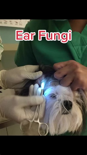 Effective Home Remedies for Dog Ear Fungus Treatment