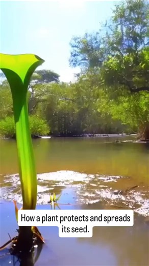 Rohit Mehra on Instagram: "Papaver explosivum, commonly known as the African popseed, native to wetlands of central Africa is a fascinating species of the poppy family (Papaveraceae) with delicate, vibrant flowers. The plant applies explosive mechanism for seed dispersal....#viralreels #viralreelsvideo❤️ #wildlifephotography #animalsofinstagram #tree #trees #plantsmakepeoplehappy #wildlifephotography #birds #nature #birdsofinstagram"