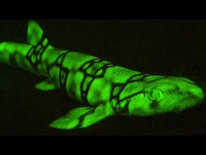 Snippet: This shark glows using a process previously unknown to science