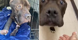 When Sig was found in horrible pain, fighting for his life, rescuers knew they needed to step in. This poor boy has suffered a long time with broken bones, untreated infections, and no relief as a result of a fight, abuse, and neglect. Sig is currently hospitalized with an extremely long list of treatments and surgeries. His right leg needed amputation, his wounds are severely infected, his other leg is broken, and he needs a lot of dental work. He needs a custom wheelchair fitted so that he doe