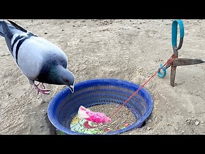 How To Make Pigeon Catching Trap | Birds And Animal Trap Making New Ideas | ‪@qbtraps‬
