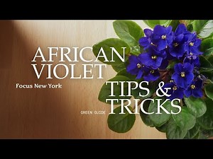 African Violet Indoor Care Guide