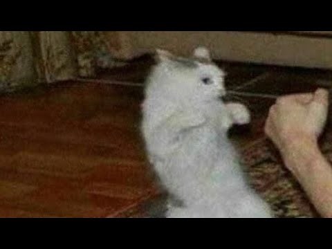 Is this a cat or a sheep (meme)