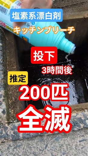 塩素系漂白剤の破壊力 200匹ボウフラ死滅