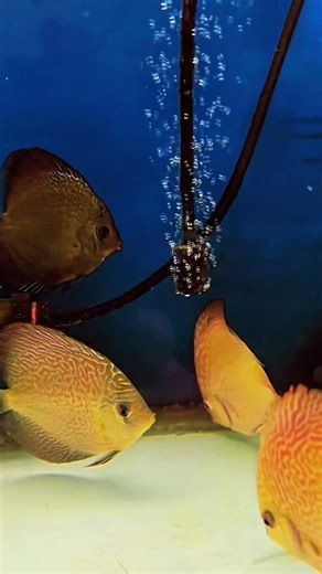 EVOLUCIÓN MES Y MEDIO DESPUES!!