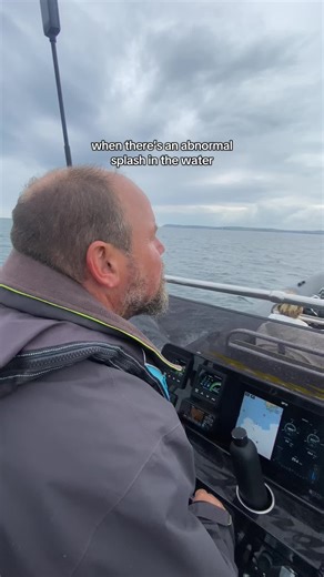 Unusually close encounters of harbour porpoises on today’s trip #cornwall #fyp #foweycornwall #dolphins #summer #sealife