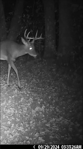 Trail Cam Videos | Northwoods #trailcam #wildlife #deer #bear