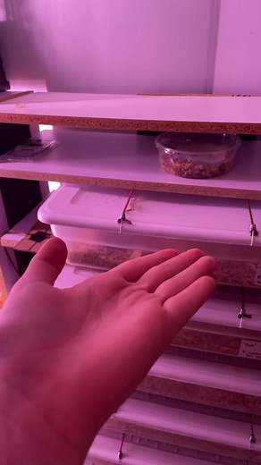 Breeding Snakes: Understanding Incest in Reptiles