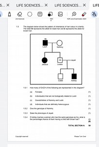 Pedigree Analysis – Inheritance of Hair Colour  The diagram sho... | Filo