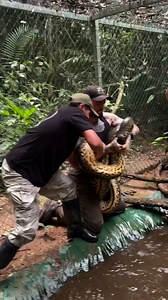 That is one big snake 😮🐍 | Furry Tails