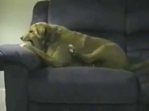 Alien Hand Syndrome in Dogs