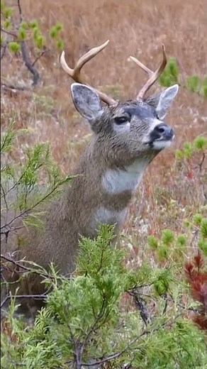This Grizzly Bear Eats Deer Hunter Alive!