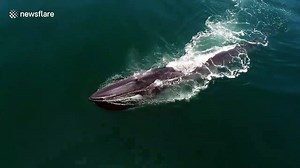 Rare footage of fin whale feeding on krill off southern California