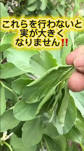 そら豆のサヤが膨らむと、これをしないと損をします！ #家庭菜園 #農業 #農業初心者 #野菜 #そら豆の栽培