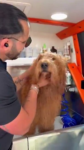 Dog grooming level EXPERT #grooming #goldendoodle #beach