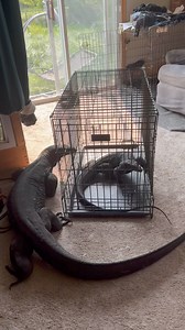 I’m glad I thought of using the kennel for the first meeting | The Legend Lizards