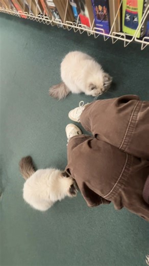 your sign to support small businesses because amazon doesn't have cats that will sit and wait with you until your order comes 🫡