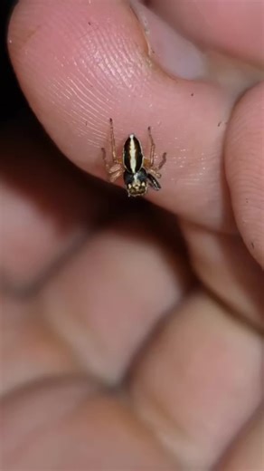 Ant Keeping Tips for Enthusiasts in the USA