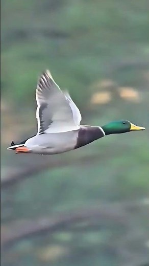 The Skating Duck! 🦆 The Funniest Water Landing You'll Ever See