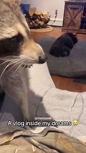 48K views · 3.3K reactions | Normal day in my life  daily vlog part 4 | Medazelli Automatic | Facebook