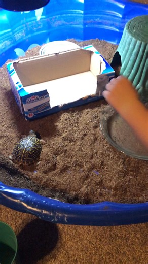 3.1K views · 29 reactions | Turtle feeding time!  | Dana King Reese | Facebook