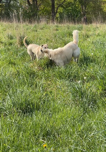 love a lab & retriever friendship 🥹