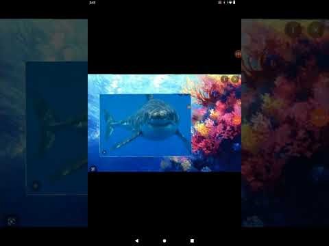 Great White Shark Sound Effects (Final ReMake) 🦈🔊