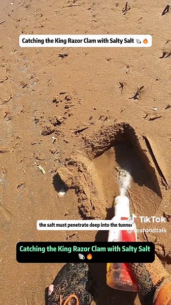 Catching the King Razor Clam: A Guide to Success