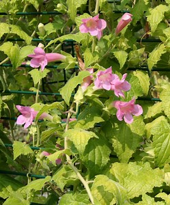 Lophospermum Facts And Growing Guide - Green Packs