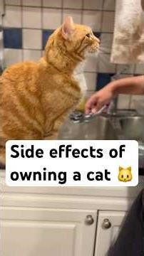 Side effects of owning a cat #cat #tabby #catshort #catvideo #catsoftiktok