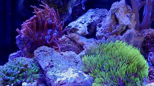 Take a quick peak into how we maintain the Nano Aquariums here at Waterbox. Doing Water changes ideally every 2 weeks, and at minimum every 30 days is critical. Be sure to change out all your filter socks, filter medias and clean the glass thoroughly each time you perform a Water change. To Learn More about the Waterbox Cube Series click the link below. https://www.waterboxaquariums.com/cube/ To Shop Online Click here https://www.waterboxaquariums.com/cube/ Like us on Facebook and Instagram www.