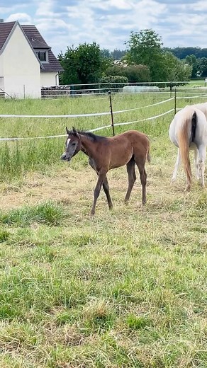 1.1K views · 189 reactions | ˜”*°•Foals so funny•°*”˜...