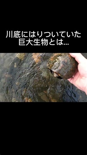 川底にはりついていた巨大生物とは？